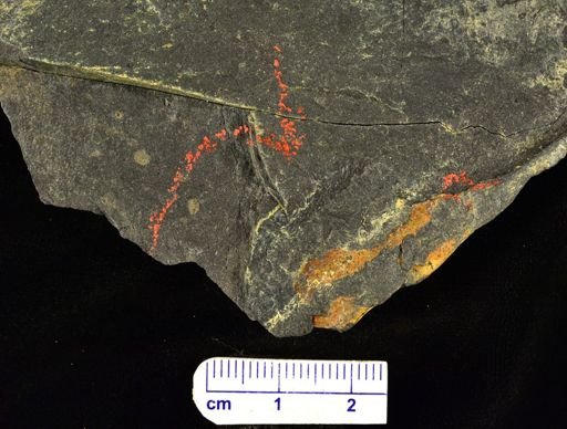 Drepanophycus sp.