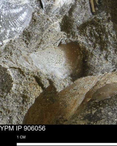 Limopsis striatopunctatus
