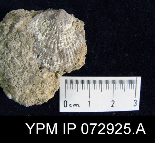 Atrypa tennesseensis