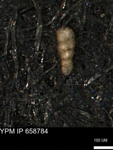 Verneuilinoides kansasensis