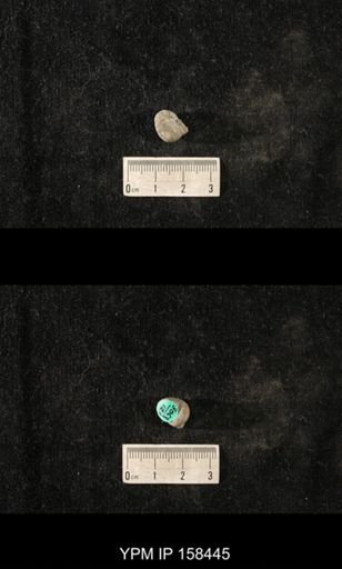 Cyclonema jupiterensis