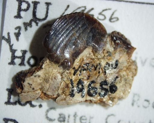 Ptilodus sp.