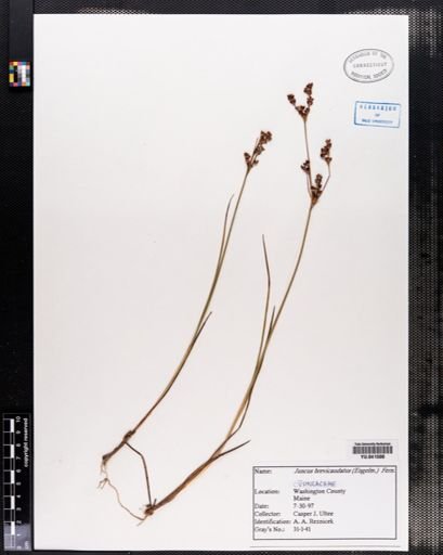 Juncus brevicaudatus
