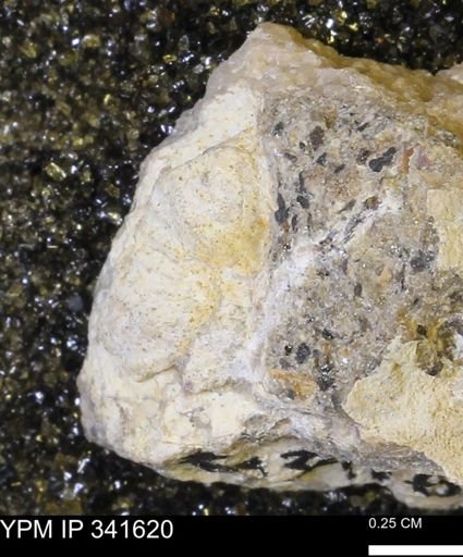 Scaphites sp.