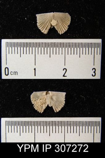 Plectorthis?