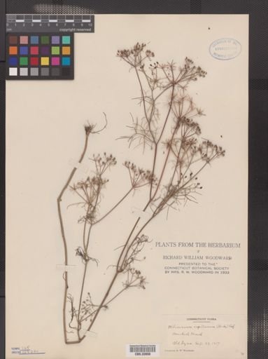 Ptilimnium capillaceum