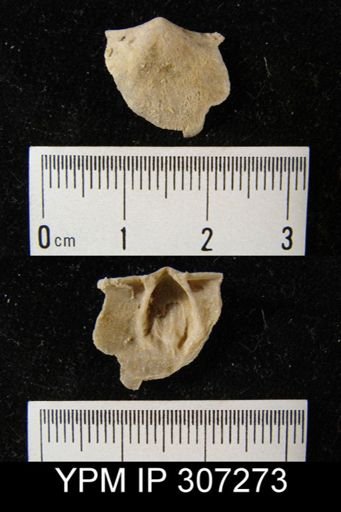 Dalmanella subaequata?