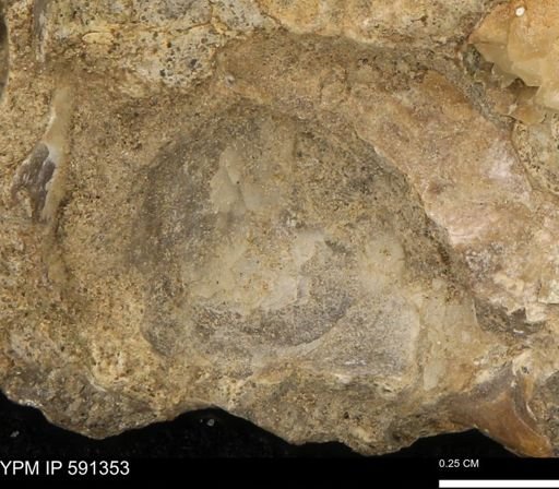 undet. Mollusca