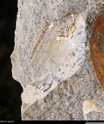 undet. Bivalvia