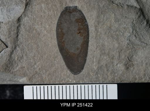 undet. Eurypterida