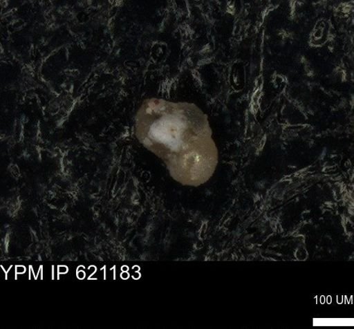 undet. Foraminiferida