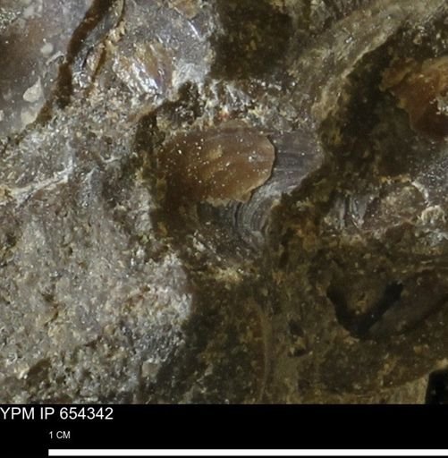 undet. Bivalvia