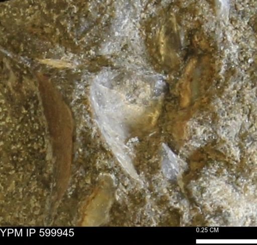 undet. Bivalvia