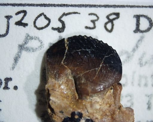 Ptilodus sp.