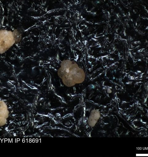 undet. Foraminiferida