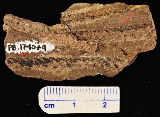 Lepidodendron sp.
