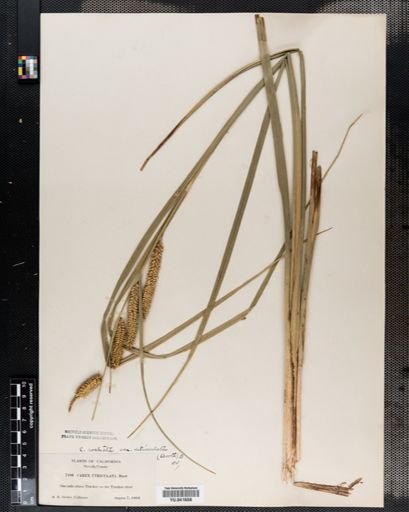 Plantae