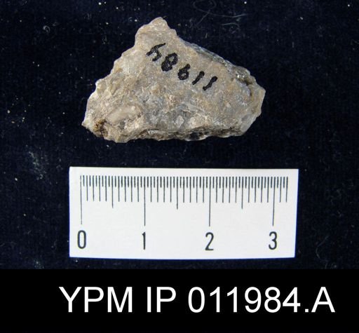 Richthofenia likharewi