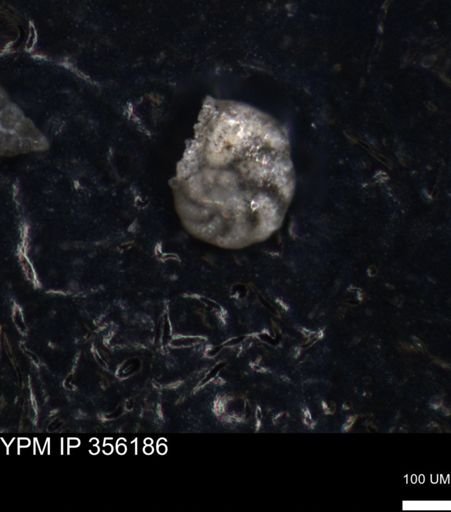 undet. Foraminiferida