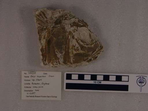 Hoplopteryx lewesiensis