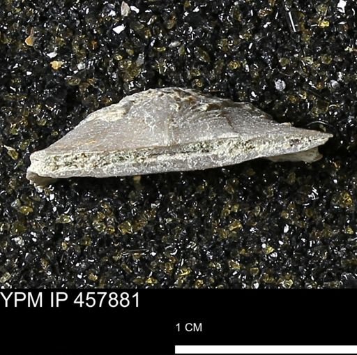 Strophodonta sp.