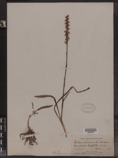 Ibidium cernuum