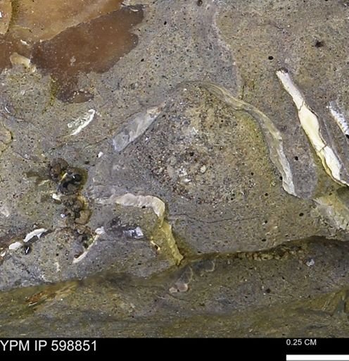 undet. Mollusca