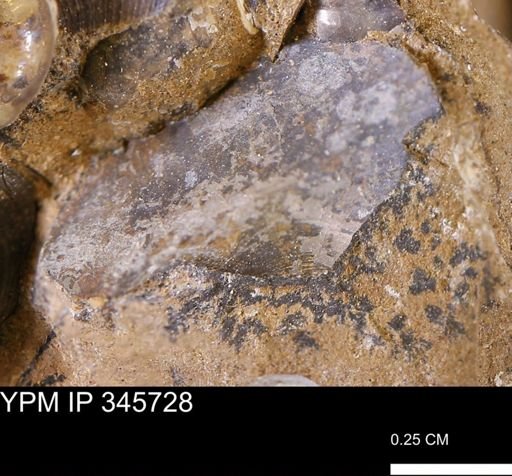 undet. Mollusca