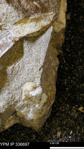 undet. Mollusca