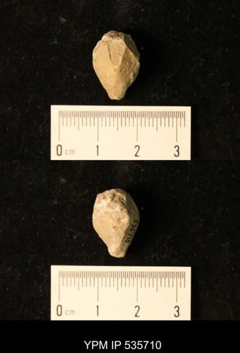 Pentremites pyriformis