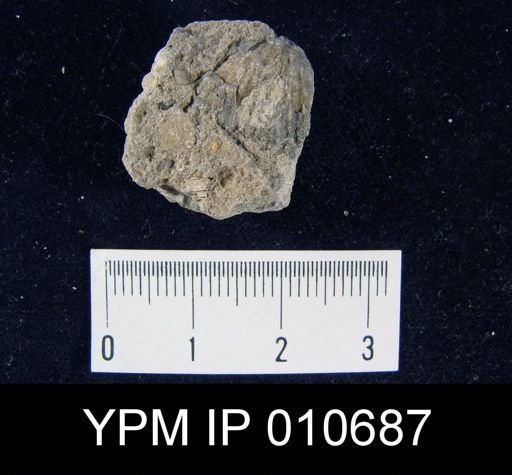 Productus cf. leei