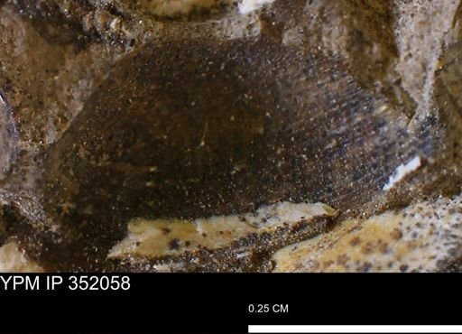 undet. Bivalvia