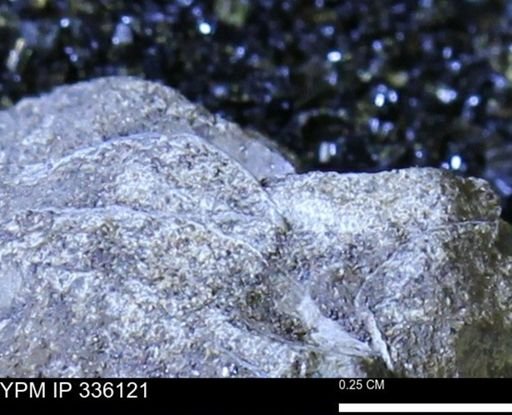 undet. Bivalvia