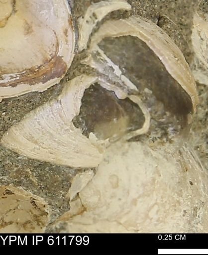 Protocardia sp.