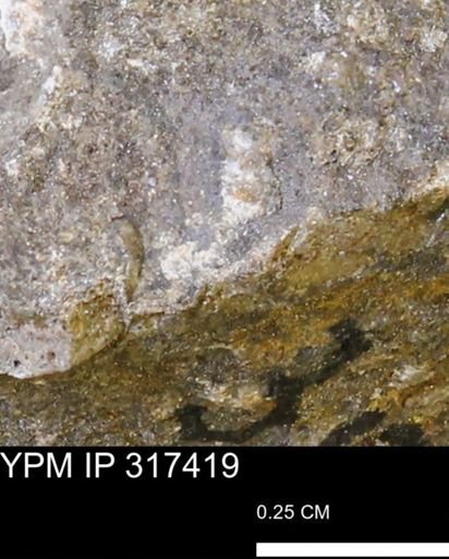 undet. Mollusca