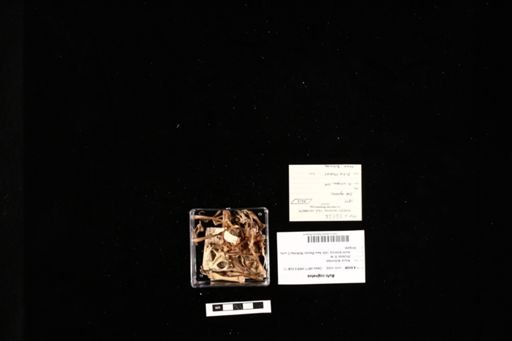 Bufo cognatus