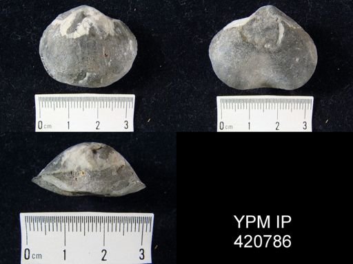 Schizophoria iowensis
