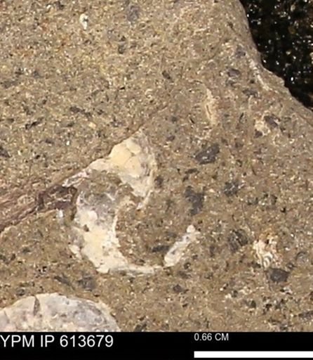 Scaphites sp.