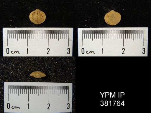 Nucleospira ventricosa