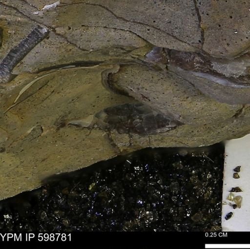 undet. Mollusca