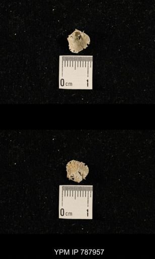 undet. Brachiopoda