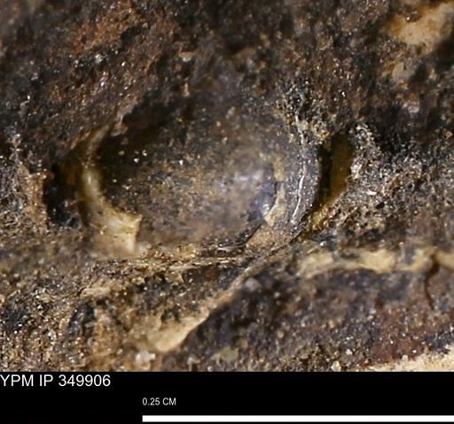 undet. Mollusca