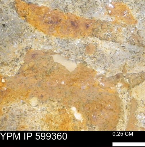Protocardia subquadrata
