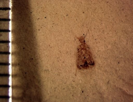 undet. Coleoptera