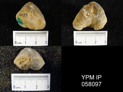 Meristella atoka