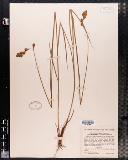 Carex scoparia