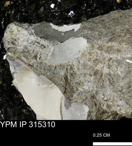 undet. Mollusca