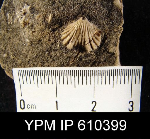 Camarotoechia janea