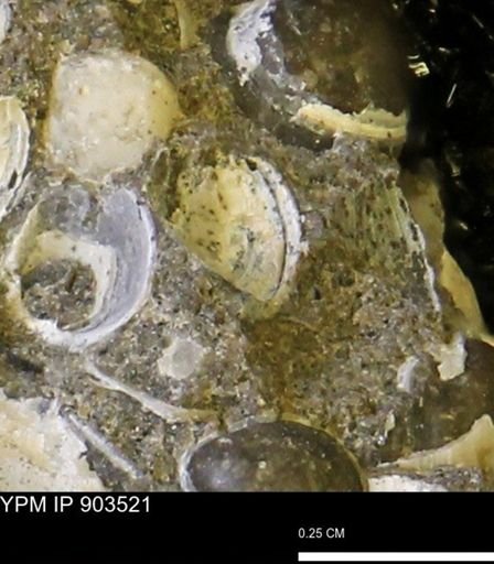 Corbulamella sp.