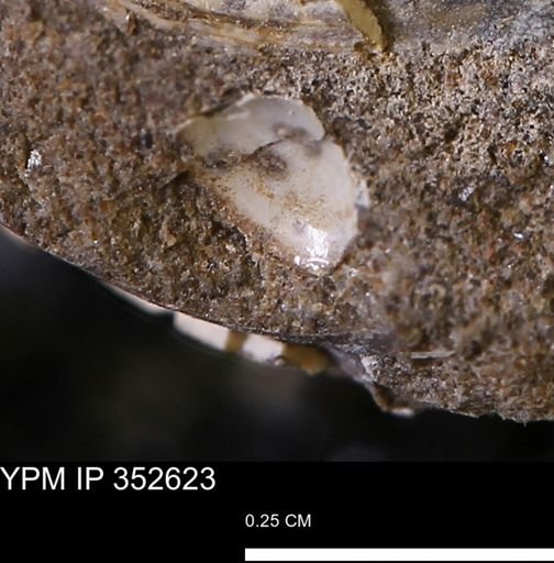 undet. Mollusca
